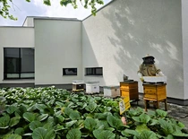 Aviliai ant KTU MIDF stogo